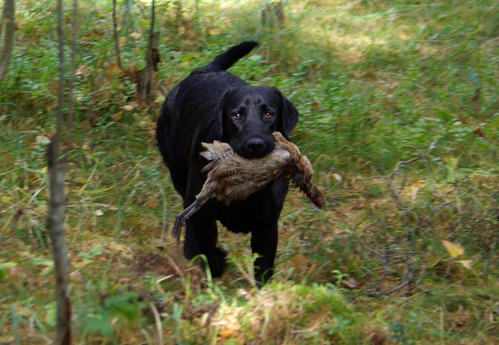 labrador faasaniga